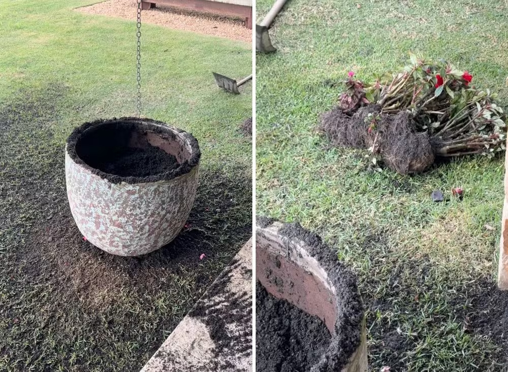 Ele observou que os animais evitaram o vaso com gerânio, possivelmente por causa do cheiro forte da planta. Apesar do susto inicial, o paisagista descreveu a experiência como emocionante. O vídeo, publicado no Instagram, já acumula mais de um milhão de visualizações