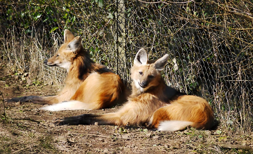 Os lobos-guará têm hábitos noturnos e é um animal solitário. Costuma andar sozinho. Ele, porém, forma casal na época do estro da fêmea, quando ela produz os hormônios reprodutivos.  