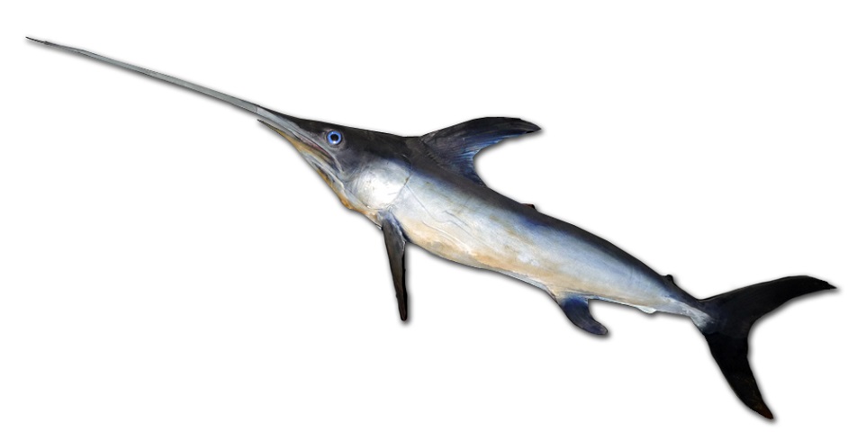 Além da nadadeira dorsal proeminente, o peixe-espada possui um corpo esguio e comprido, que o auxilia na natação rápida. Pode ultrapassar 80 km/h!