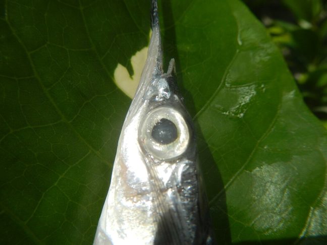 Seus olhos são grandes e adaptados à visão em diferentes condições de luminosidade, o que o torna um caçador eficiente tanto em águas profundas quanto mais próximas da superfície. 