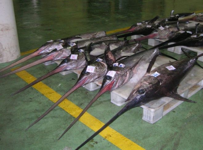 Uma das características mais marcantes do peixe-espada é o prolongamento de sua mandíbula superior em forma de espada ou lança, que pode representar até um terço do comprimento total do corpo.