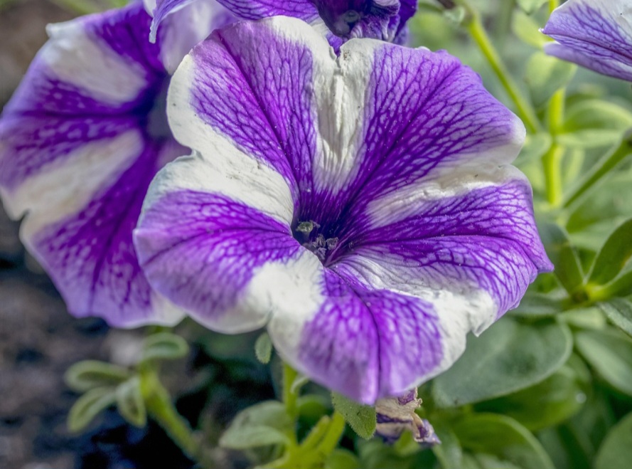 Petúnia - Essa flor adora sol e é perfeita para jardins suspensos ou bordaduras vibrantes.