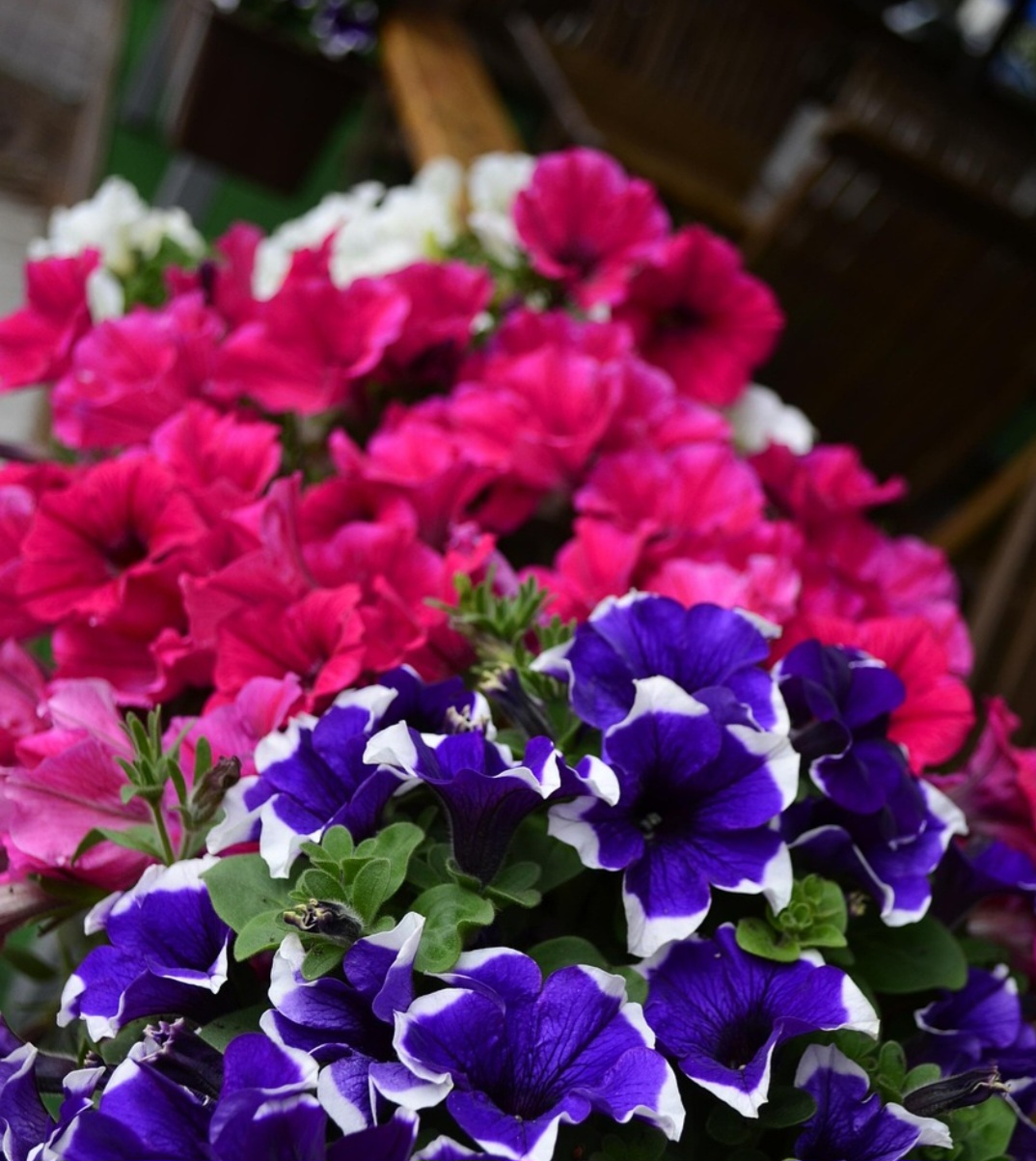 Originária da América do Sul, especialmente Brasil e Argentina, hoje é cultivada em diversas partes do mundo.
