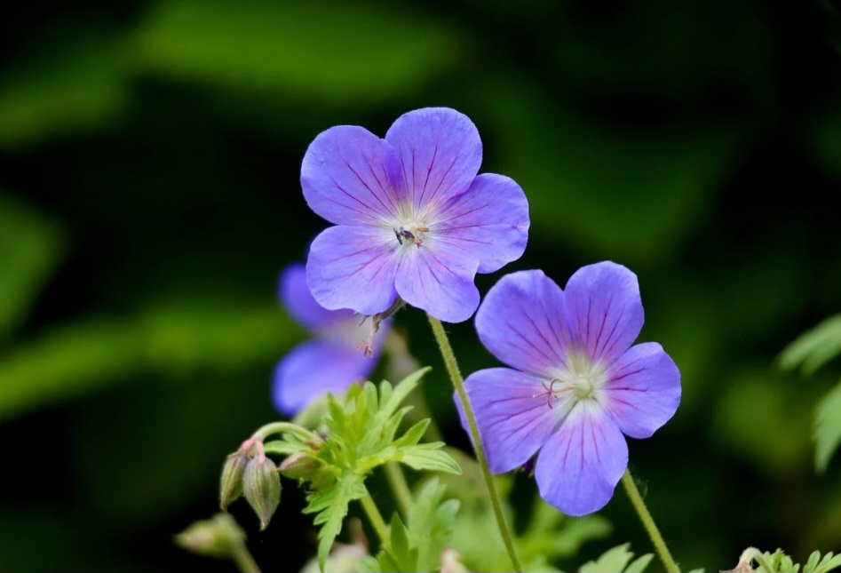 A floração contínua e o perfume suave são seus maiores atrativos.
