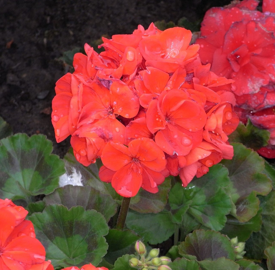 Gerânio - Com flores coloridas e folhas aromáticas, é perfeito para embelezar qualquer espaço.