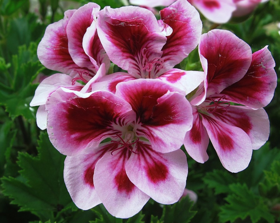 Originário da África do Sul, o gerânio se espalhou e se adaptou a climas temperados e mediterrâneos.
