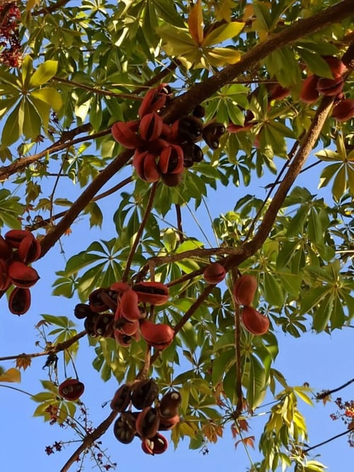 A Sterculia foetida, popularmente chamada de chichá-fedorento ou castanha-da-Índia, que existe no Brasil, é famosa por suas flores e sementes de odor extremamente desagradável. Seu nome científico até faz referência ao deus romano do mau cheiro, Sterquilinus — também chamado Stercutus e Sterculius.  
