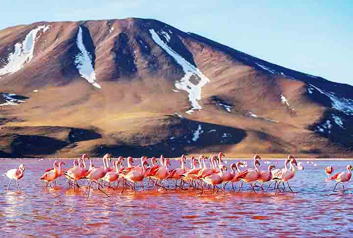 O salar tambÃ©m Ã© de grande importÃ¢ncia para a fauna local, como flamingos, vicunhas e outros animais adaptados ao clima extremo e ao ambiente seco.