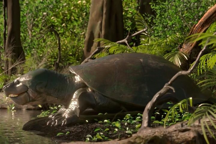 A Stupendemys geographicus é considerada a maior tartaruga de água doce que já existiu, podendo chegar a mais de 3 metros de comprimento.