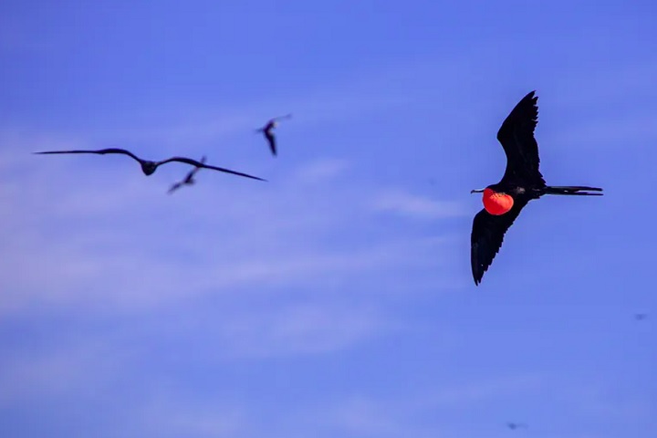 Lá, é possível observar aves, como atobás e fragatas, que utilizam o arquipélago como área de reprodução.