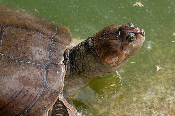 Essa espécie pertence à família dos podocnemídeos, grupo de tartarugas que ainda hoje tem representantes vivos, como a tartaruga-da-amazônia (Podocnemis expansa). 
