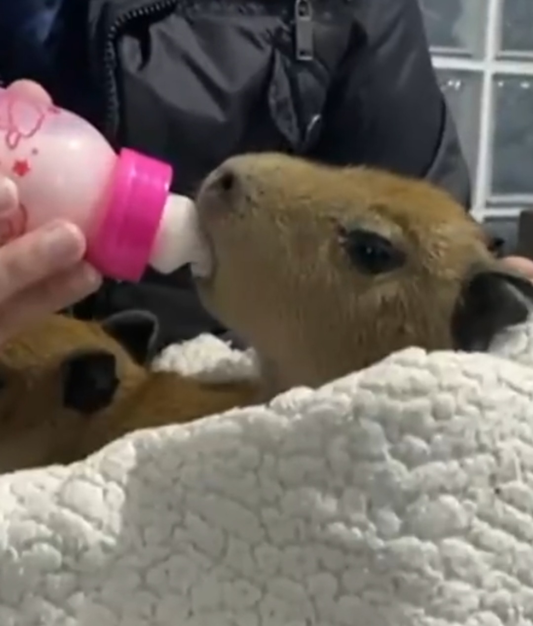 Os profissionais que acompanharam o caso afirmam que os pequenos estão bem e devem ser devolvidos à natureza em cerca de três meses, após um período de readaptação.