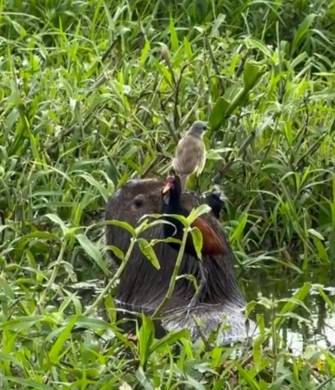 O vídeo, publicado no perfil do fotógrafo, mostra um exemplo de interação mutualística, quando ambas as espécies se beneficiam da convivência. Além de revelar a harmonia natural do bioma, o registro destaca o papel das capivaras como facilitadoras no ecossistema, criando oportunidades alimentares para outros animais.