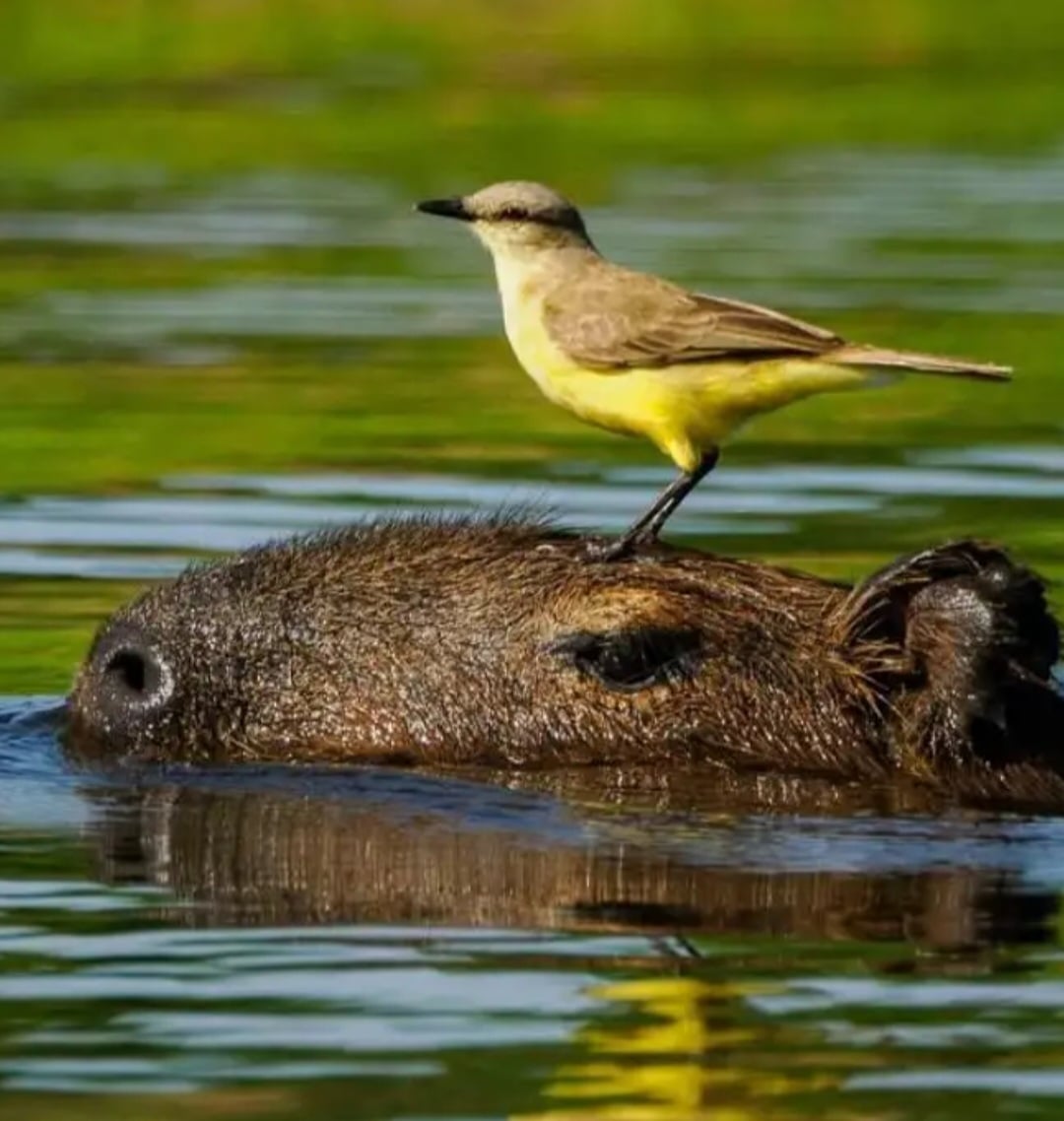 No Pantanal, uma cena registrada pelo fotógrafo cuiabano Marcos Halem Félix revelou uma interação rara entre uma capivara e duas aves. Uma delas aproveita para capturar mutucas que tentam picar o animal, enquanto a outra se alimenta de insetos que emergem na água conforme a capivara se move.