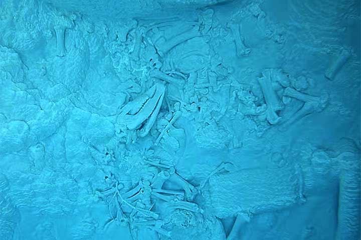 Esse tipo de acidente não é inédito – um filhote de alce morreu em circunstâncias semelhantes anos atrás, e ossos de outros animais já foram encontrados em fontes termais do parque.