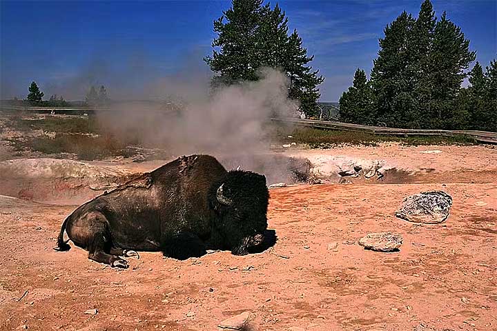 Apesar de muitos pensarem que as fontes termais de Yellowstone são ácidas, a maioria tem pH neutro ou alcalino. A morte do bisão ocorreu por conta do calor extremo.