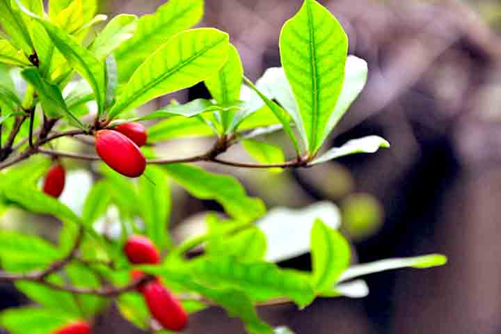 Apesar de ser uma planta tropical, ela pode ser cultivada com sucesso no Brasil, tanto em jardins quanto em vasos, desde que alguns cuidados específicos sejam seguidos.