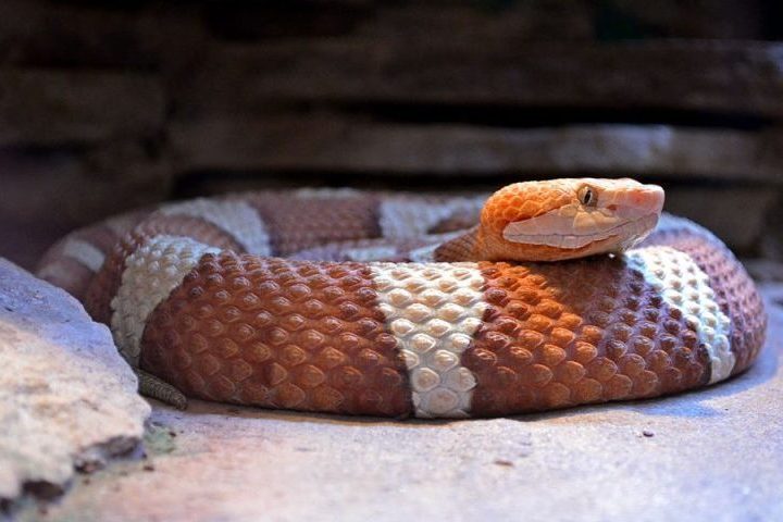 Tudo começou quando ele era criança, em Nova Jersey, ao encontrar uma ninhada de cobras cabeça-de-cobre, uma espécie venenosa.