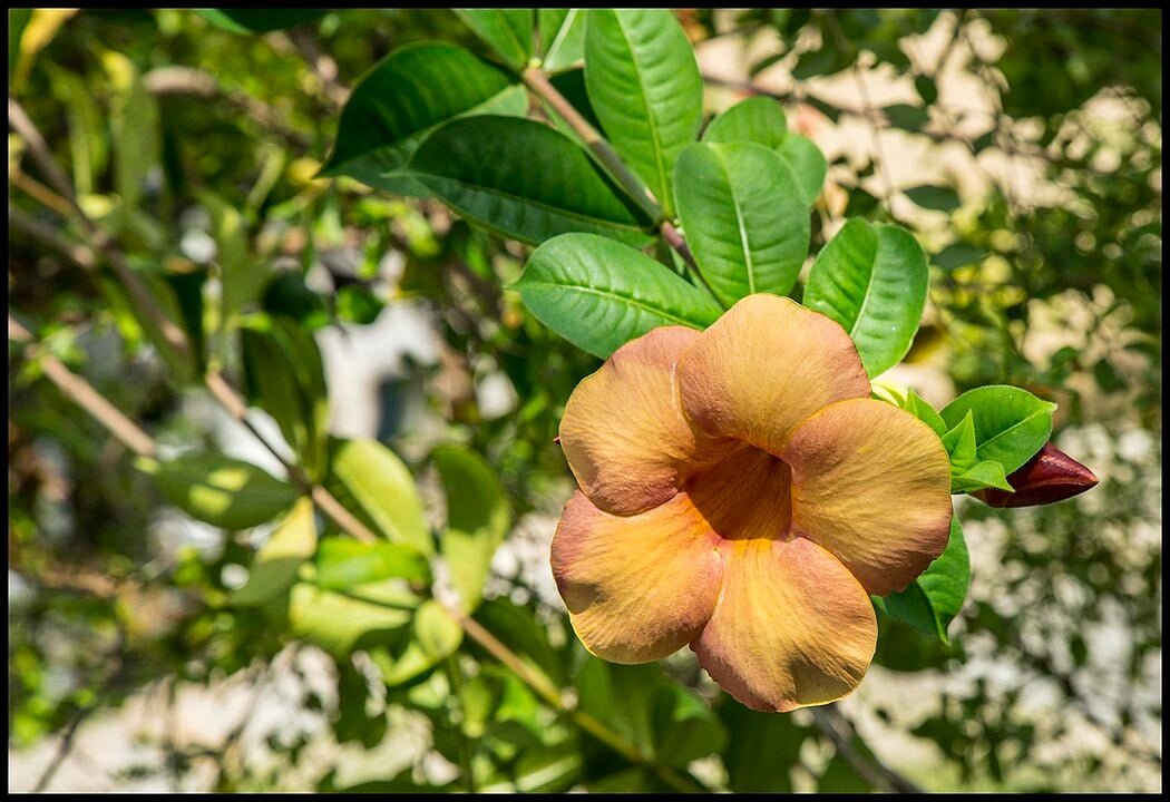 Além do valor ornamental, a planta é apreciada por atrair polinizadores como borboletas, que se alimentam de seu néctar abundante.