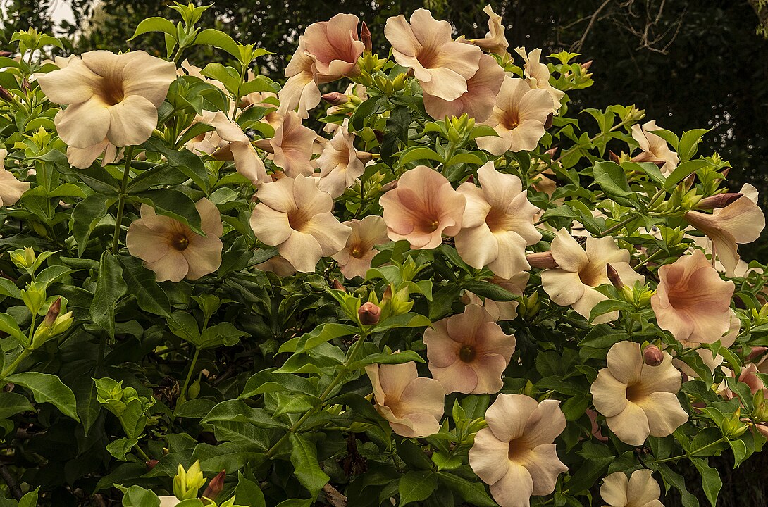 A floração geralmente ocorre de forma mais intensa na primavera e no verão, mas em climas quentes pode se estender praticamente o ano todo.