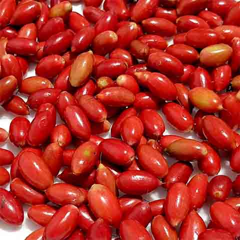 Muito consumida por populações nativas iorubás, a fruta e seu princípio ativo começaram a se popularizar nas Américas e na Europa a partir dos anos 1980.