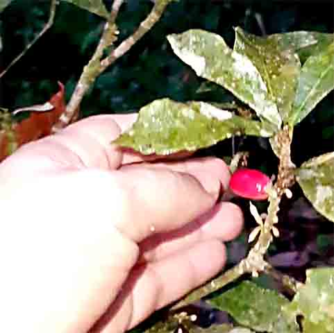 O nome fruta-do-milagre está estritamente relacionado a essa característica, de acordo com a doutora em Biologia Vegetal pela Universidade Estadual de Campinas (Unicamp), Julie Henriette Antoinette Dutilh.