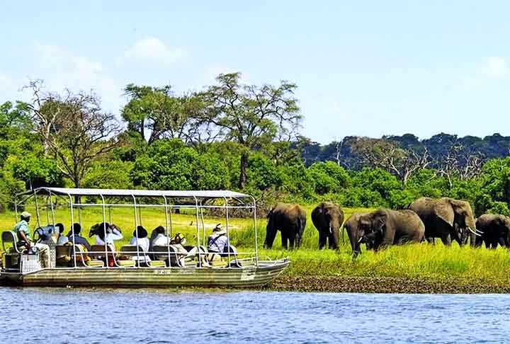 oOChobe oferece safáris de barco no rio Chobe, o que proporciona vistas espetaculares dos animais na água. É um destino imperdível para quem busca ver grandes manadas de elefantes em seu habitat natural.