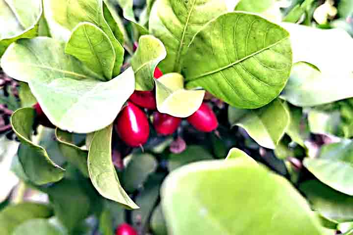 Por outro lado, é preciso ter cuidados quanto ao consumo desta fruta. Ela não costuma causar problemas, mas suas as folhas, o caroço e a semente são conhecidas por provocar reações alérgicas e queimaduras nas mucosas da boca e faringe. 