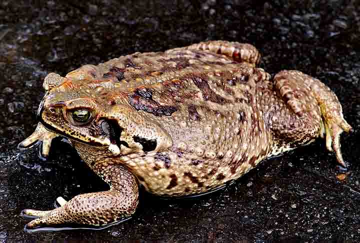 Das mais de 8.400 espécies de anfíbios conhecidas no mundo, 1.188 estão no Brasil, o que faz do país o dono da maior diversidade no mundo, segundo o Centro Nacional de Pesquisa e Conservação de Répteis e Anfíbios.