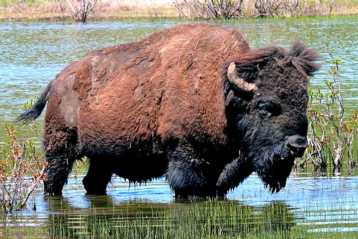 Algumas espécies sobreviveram apenas em cativeiro e zoológicos, sendo reintroduzidas em florestas da Polônia, Belarus e outros países.