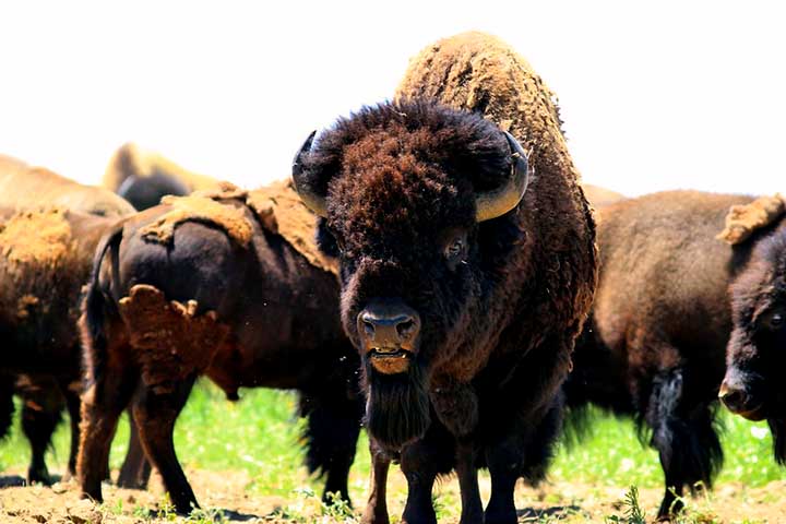 Culturalmente, os bisões têm grande significado, especialmente para os povos indígenas das Américas, que dependiam deles para alimentação, vestuário e materiais. 