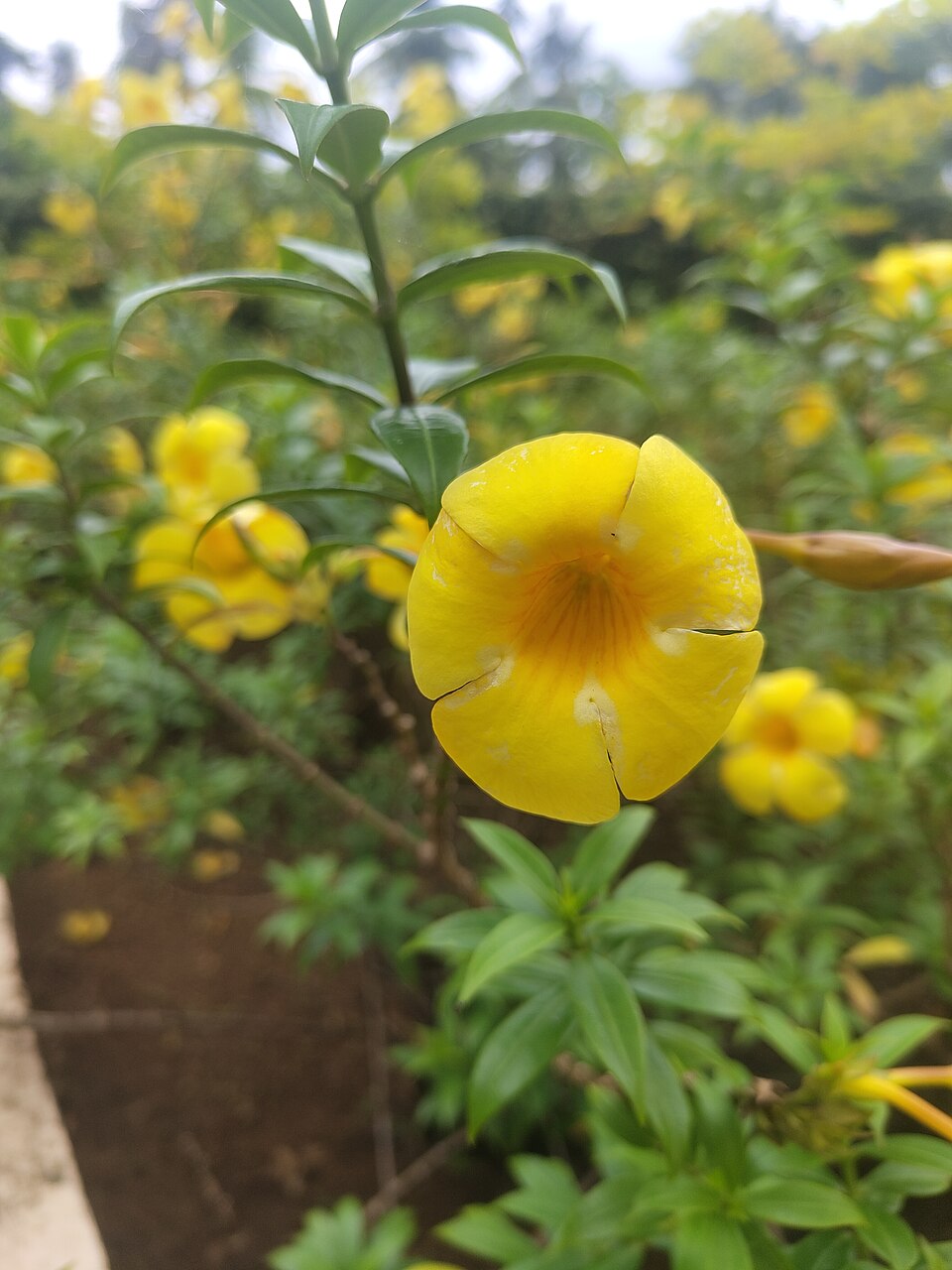 A poda é recomendada após a floração mais intensa, ajudando a controlar o tamanho da planta e estimular novos ramos e botões florais.