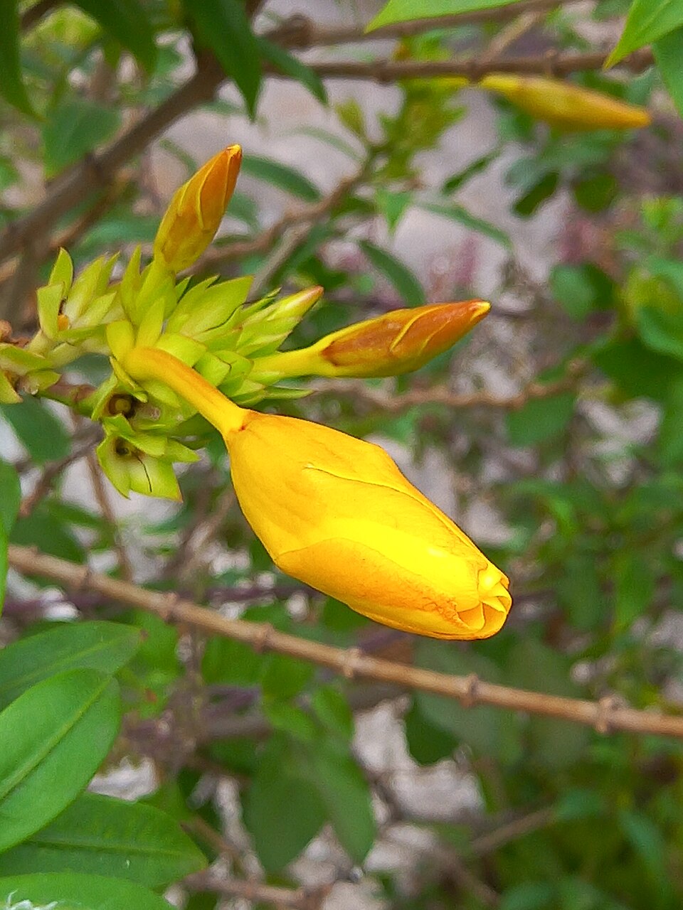 Em regiões de clima frio ou com geadas, o cultivo da alamanda deve ser protegido, pois ela não tolera temperaturas muito baixas.