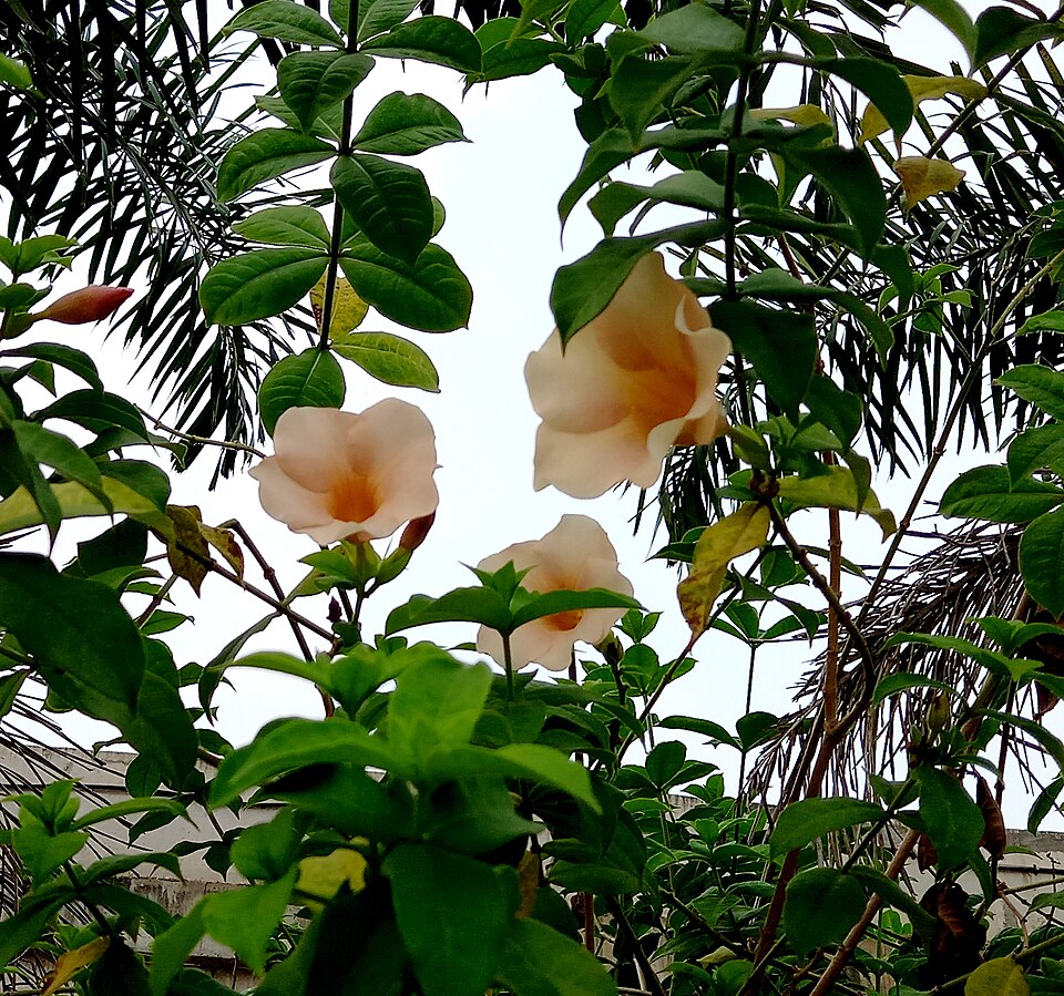 Originária principalmente da América do Sul, a alamanda é muito abundante no Brasil, especialmente nas regiões Norte, Nordeste e Centro-Oeste, onde o clima quente favorece seu florescimento contínuo.
