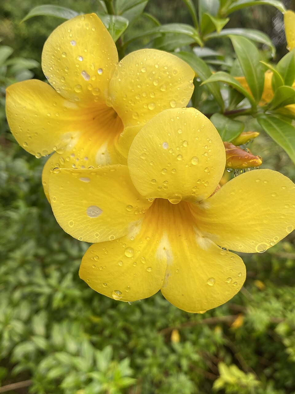 A alamanda é também muito utilizada em cercas vivas, pérgolas e treliças, cobrindo estruturas com seu verde intenso e flores chamativas. O orvalho a umedece de forma natural. 