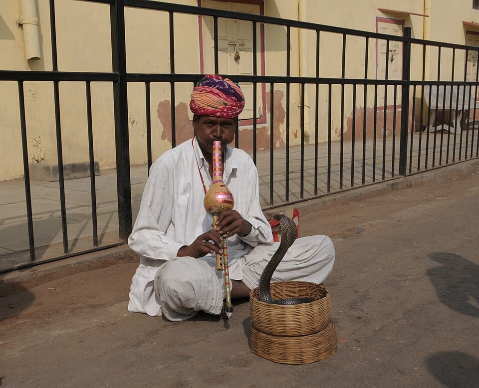 Além do impacto médico, a naja exerce fascínio cultural e simbólico em várias sociedades. É comum vê-la representada em danças, tatuagens, esculturas e filmes, inclusive com os chamados encantadores de serpentes, que tocam para que a cobra se erga numa espécie de dança. 