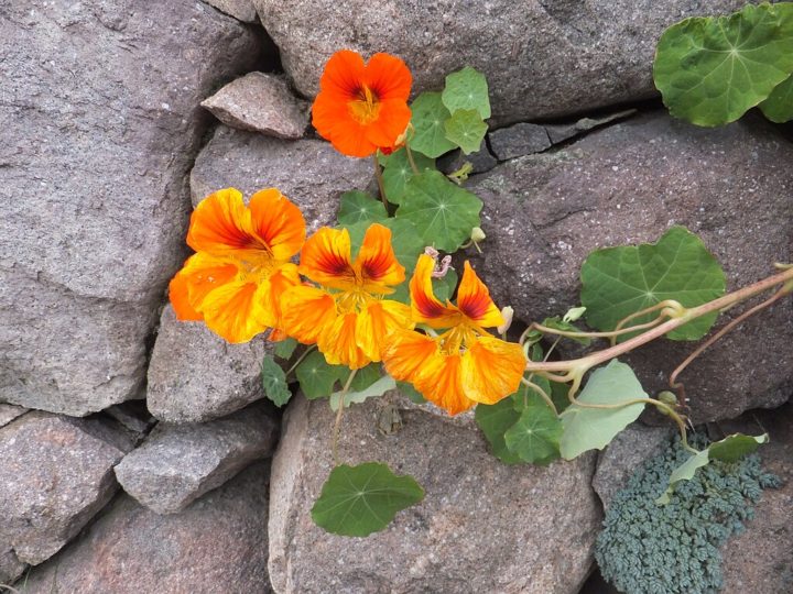 Algumas das flores comestíveis mais comuns incluem a capuchinha, que tem um sabor levemente picante, semelhante ao agrião, sendo muito usada em saladas.