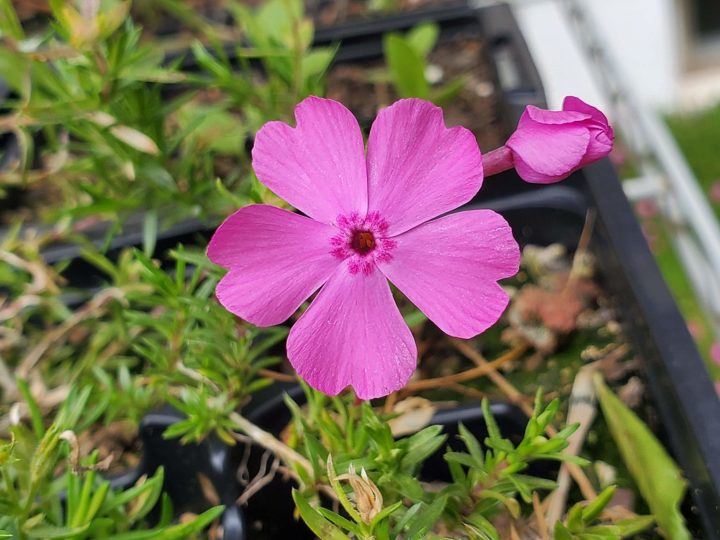 Outra flor que vem ganhando espaço é a phlox, bastante usada na fabricação de biscoitos.