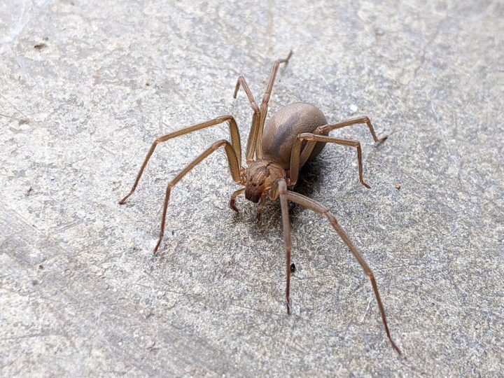 Comum em várias partes do mundo — especialmente Brasil e Estados Unidos —, a aranha-violinista (Loxosceles) pertence a um gênero que inclui várias espécies de aranhas, sendo a mais conhecida a loxosceles reclusa. 