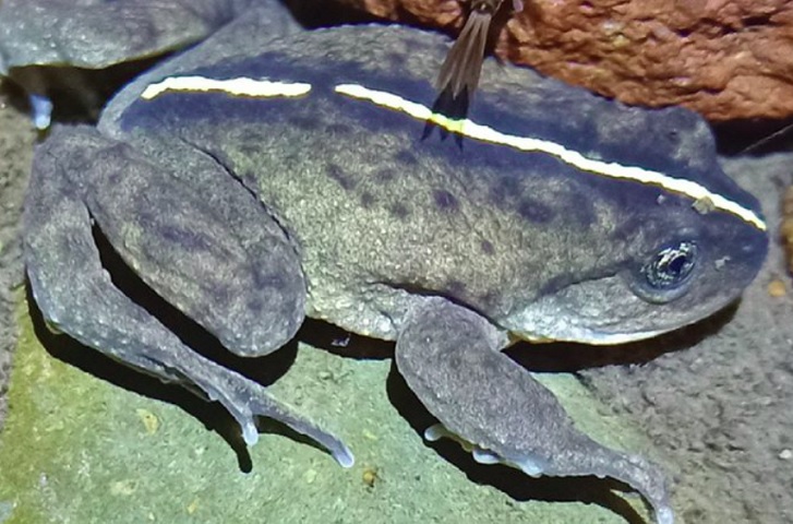 Uma espécie de sapo nativa das florestas chilenas (Alsodes vittatu), foi redescoberta após mais de 132 anos sem registros. 
