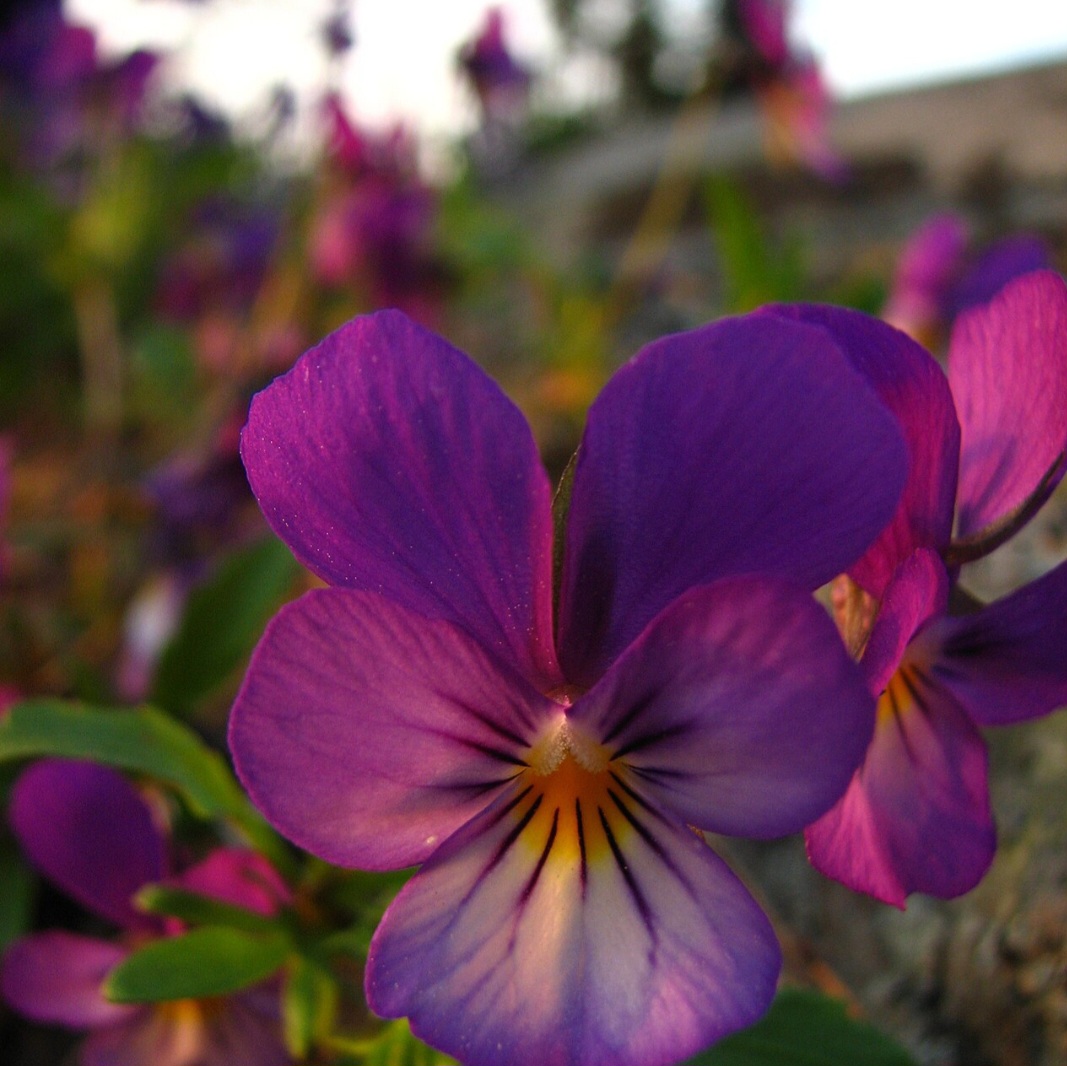 Com o crescimento da tendência, pequenos produtores brasileiros têm visto o consumo de flores comestíveis como uma chance de alavancar os negócios.