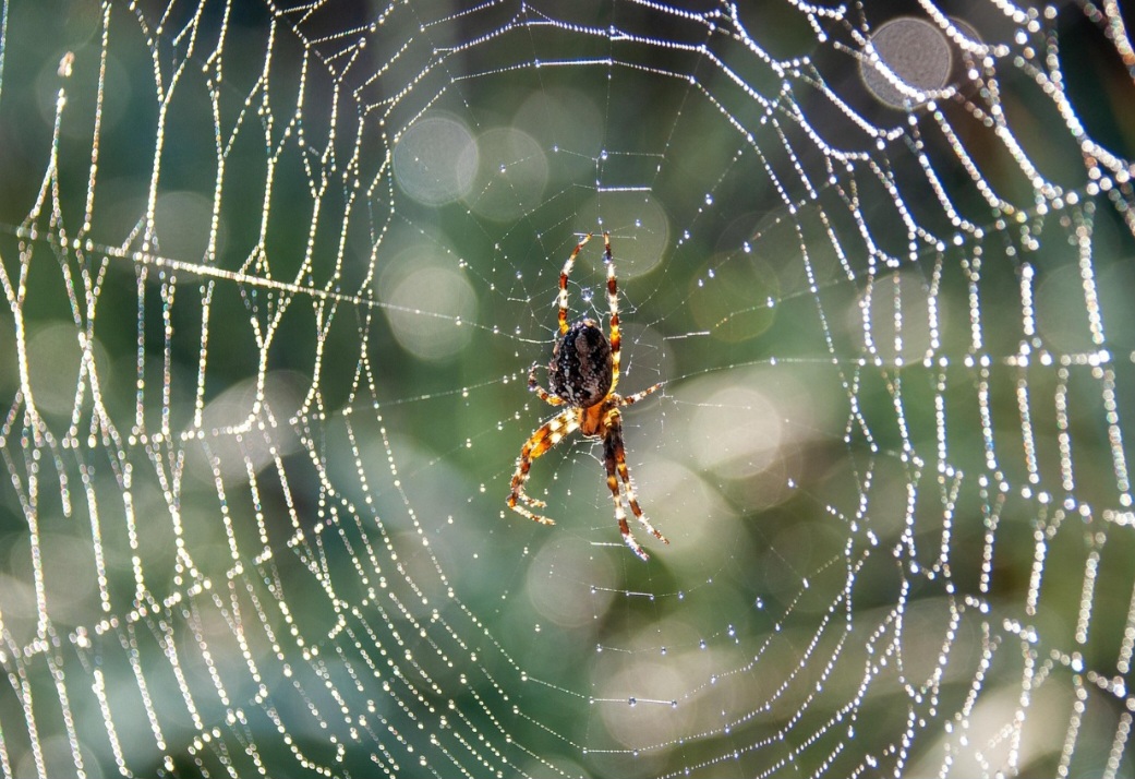 Assim, mesmo sem enxergar, a aranha sente a aproximação da presa. Algumas aranhas posicionam-se no centro da teia e permanecem imóveis por longos períodos. Isso economiza energia e permite reação rápida quando uma presa é capturada.