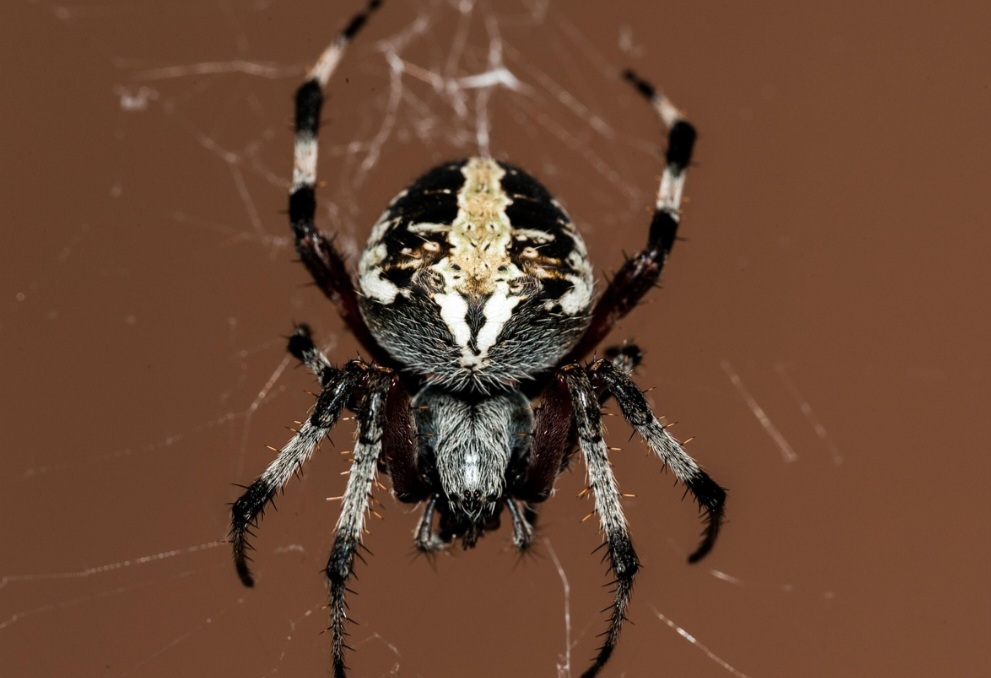 A construção de uma teia envolve cálculos precisos de distância e tensão. Aranhas seguem padrões geométricos sofisticados, mesmo sem um cérebro grande ou visão nítida. As primeiras voltas da teia são feitas com seda não pegajosa, permitindo à aranha se locomover. 