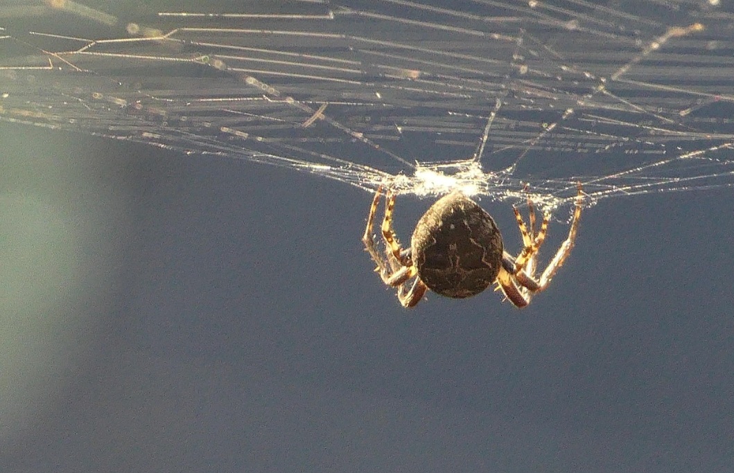 A seda é secretada por glândulas especiais localizadas no abdome da aranha. A partir dessas glândulas, ela puxa fios com as pernas traseiras para construir suas estruturas. Apesar da aparência delicada, a seda de aranha é cinco vezes mais resistente que o aço do mesmo peso.