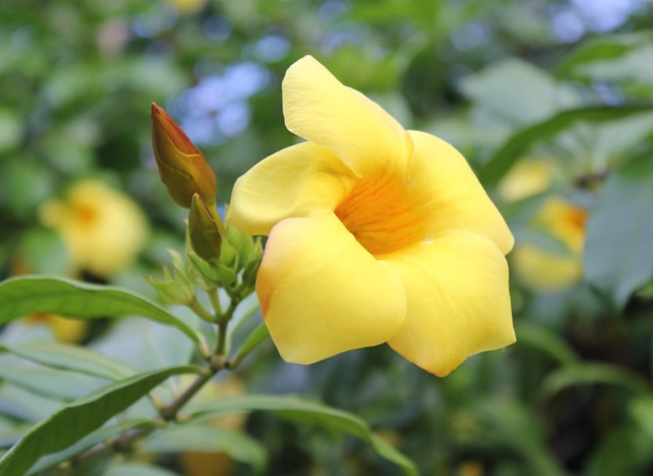 A alamanda é uma planta ornamental de clima tropical, conhecida por suas flores em forma de trombeta, que apresentam pétalas aveludadas e um centro mais intenso em cor.