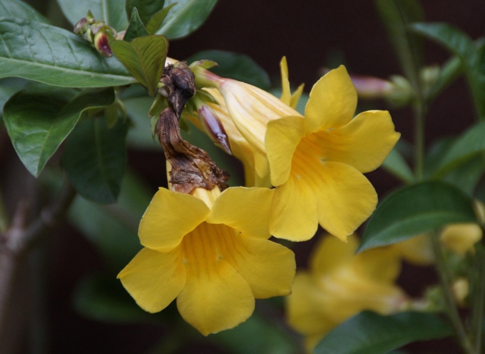 Seu nome científico é Allamanda cathartica, embora existam outras espécies e variedades, e ela pertence à família Apocynaceae, a mesma de algumas plantas trepadeiras e arbustivas populares.