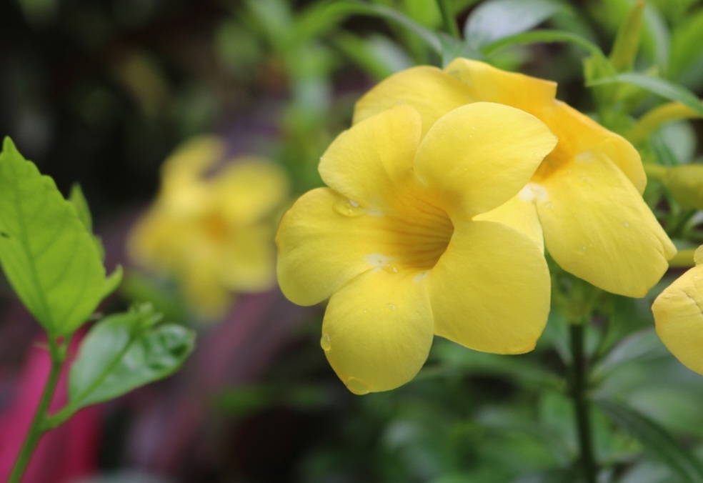 É uma planta que pode ser cultivada tanto em jardins amplos quanto em vasos grandes, desde que tenha espaço para se desenvolver, pois é trepadeira de crescimento vigoroso