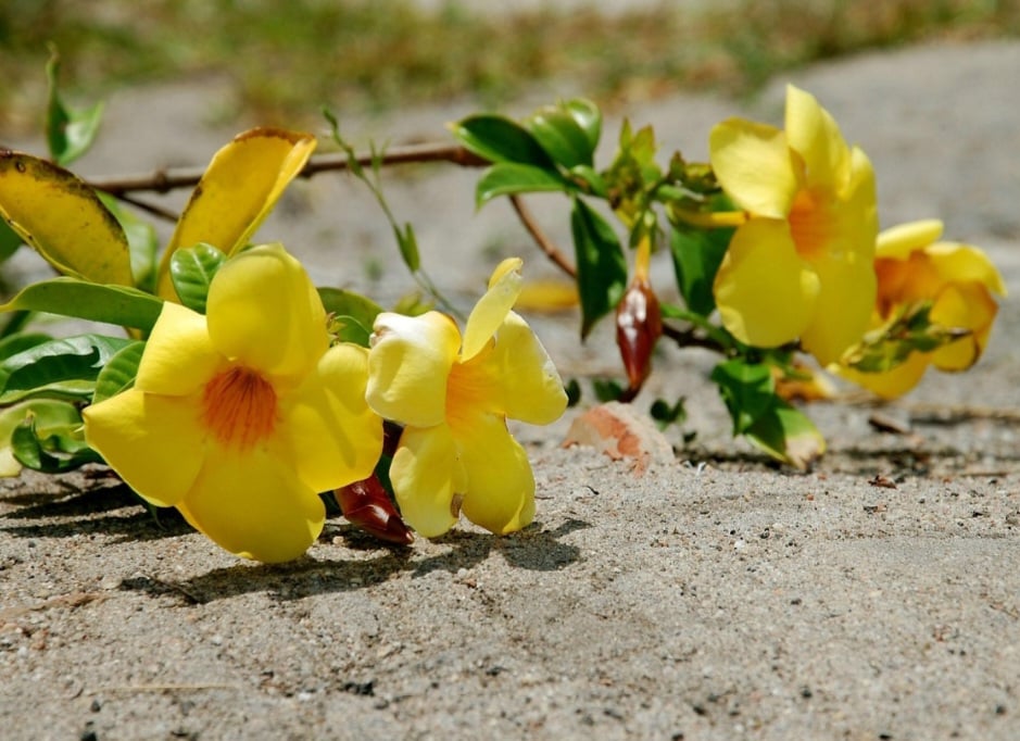 Por ser tóxica se ingerida, é importante manter a alamanda longe do alcance de crianças pequenas e animais domésticos, apesar de seu uso ornamental frequente.
