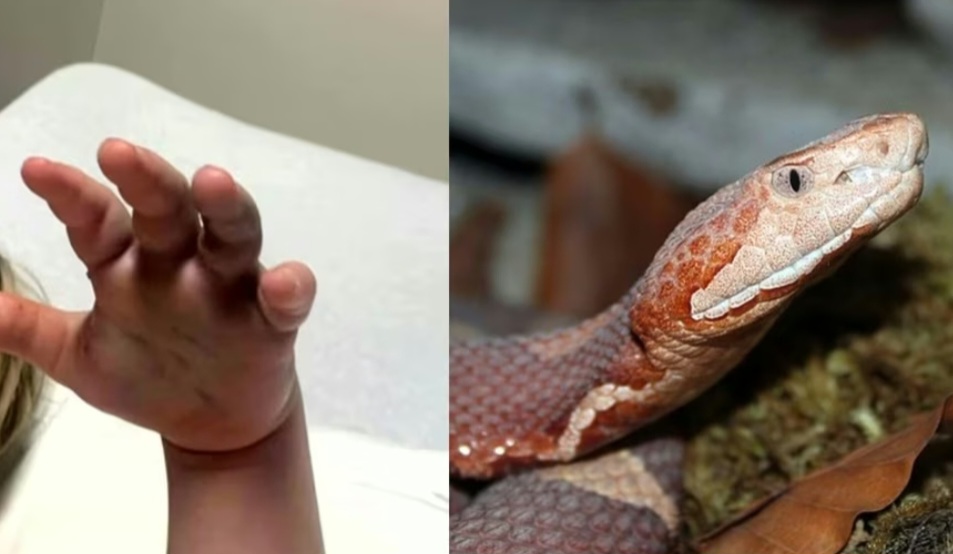Um menino de 4 anos foi picado por uma cobra venenosa enquanto brincava em um tanque de areia na creche New Beginnings Child Enrichment, na Carolina do Norte, Estados Unidos. A família acusa a instituição de negligência por não acionar imediatamente o serviço de emergência.