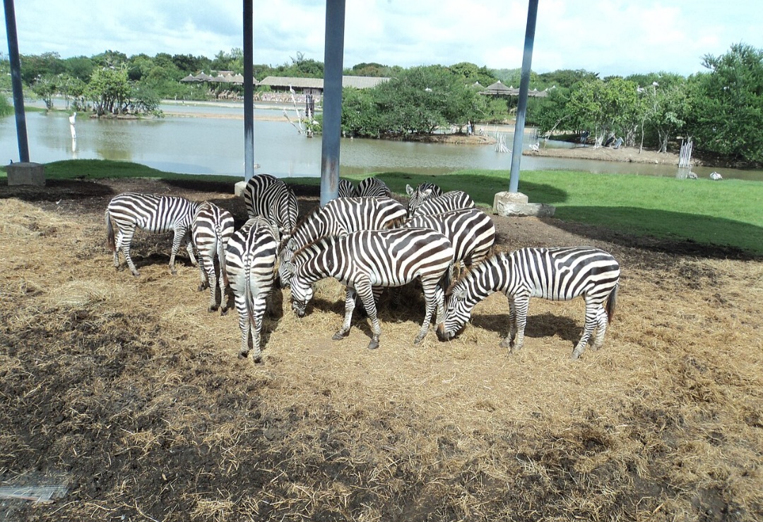 O Safari World, em Bangkok, é um parque dividido em duas áreas: o Safari Park, estilo safári aberto, e o Marine Park, com recintos e apresentações. É uma das principais atrações turísticas da Tailândia, reunindo dezenas de espécies de animais, como elefantes, girafas e zebras.